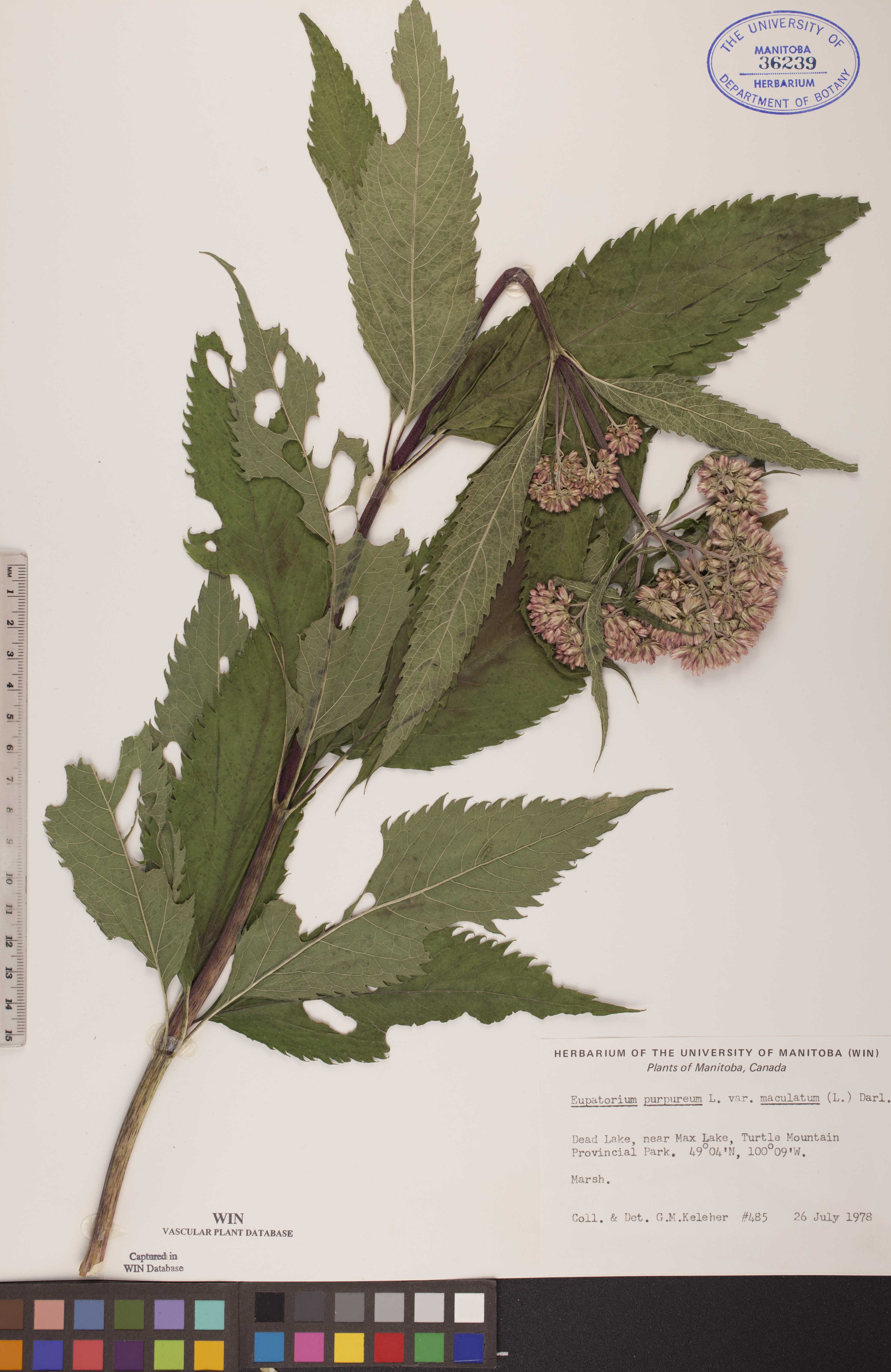 Eupatoriadelphus maculatus var. maculatus image